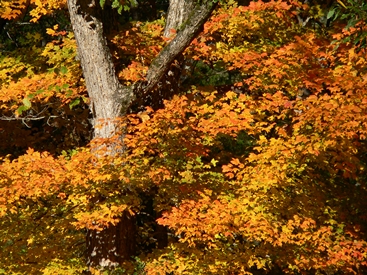 {Acer leucoderme}